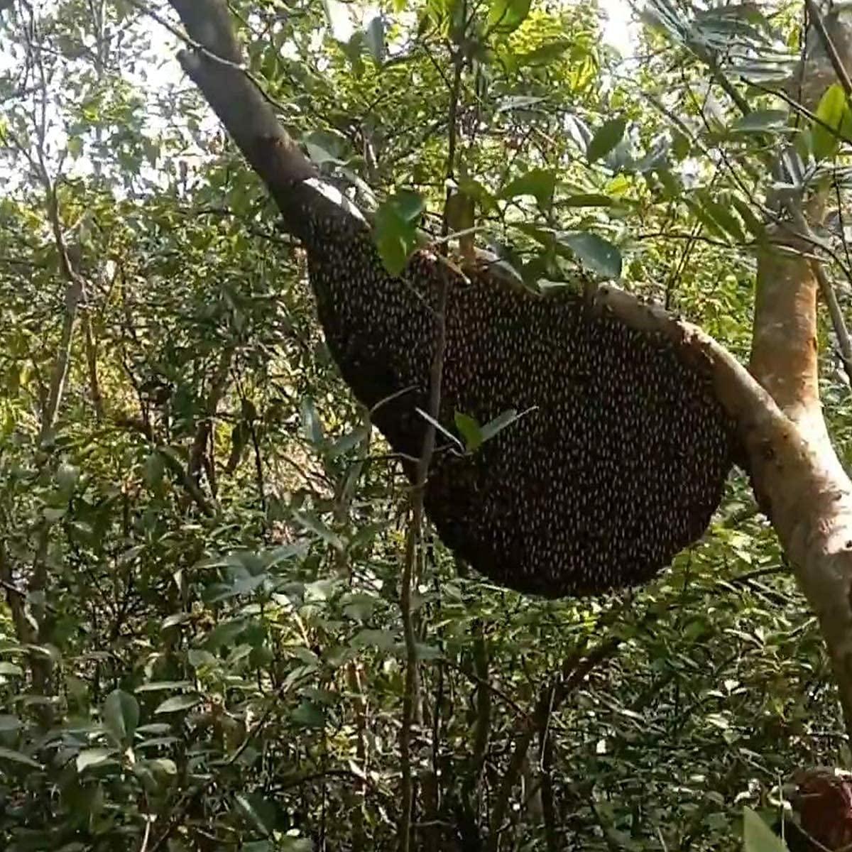 Royal Bee Brothers Royal Bee Brothers | Tribal Natural Forest Honey | Produce of Wild Honey Bees | 100% Raw, Unprocessed, Unheated, Unfiltered, No Chemical, No Adulteration | 250 g