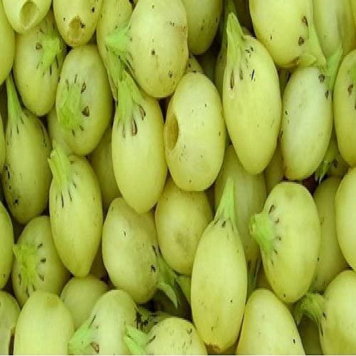 SPh SPH® - Mahua - Madhuca longifolia - Illipe- Dried Flower Oil - 100% Natural - Ippa - Vippa - 250 ML