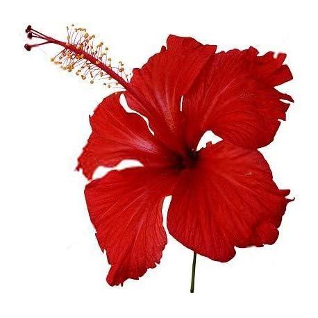 Generic BN\'s Hibiscus Flower Dry Sabdariffa (1 Kg)