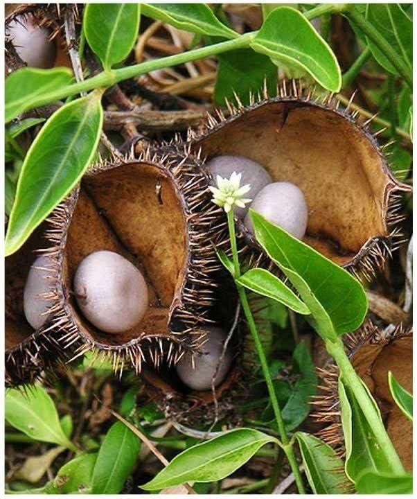 3V PRODUCTS 3V PRODUCTS Kalarchikai Powder 100g | Fever Nut | Kantkarej | Caesalpinia Bonducella