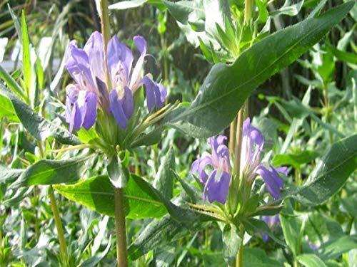 VS Products VS Products Neermulli | Hygrophila auriculata | Marsh Barbel | Kokilaksha Seed, 400g