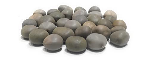 Ayushiv Ayushiv KARANJWA BEEJ (CAESALPINIA BONDUCELLA) - SAGARGOTA - KAT KARANJA SEEDS - KARANJ BEEJ - KALARCHIKKAI - FEVER NUT (1 KG)