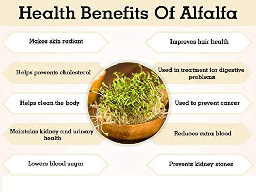 ERBZENERG ERBZENERG? Alfalfa (Medicago sativa) Lucerne/Kuthiraimasal/Grass seeds Powder 100g (Pack of 1)