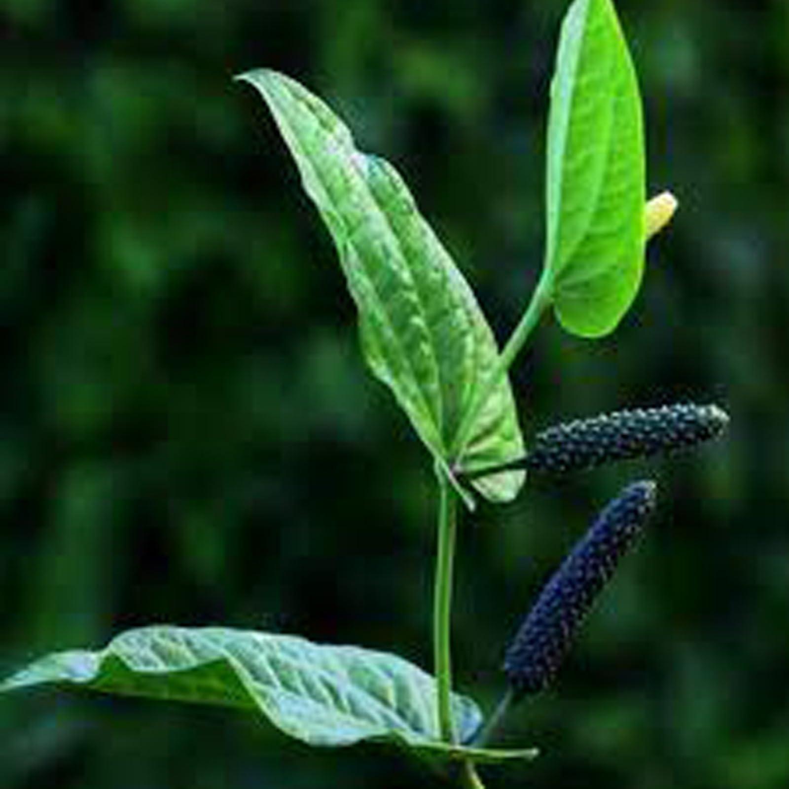 IAgriFarm Iagrifarm Long Pepper Powder - 250 gram - Thippili/Pipal Badi/Pippali Powder