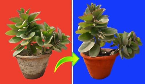 ROTZ ROTZ Geru Powder (Red) Geru Mitti Powder (450 g)