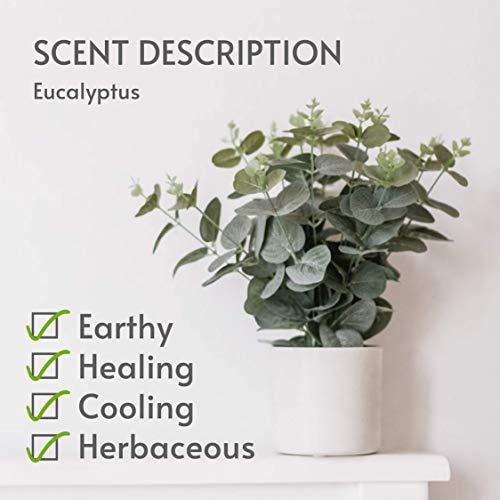 Scentattva.com Scentattva.com Eucalyptus Essential Oil | Pure and Natural | Aromatherapy, Diffuser, Humidifier | 15 Ml