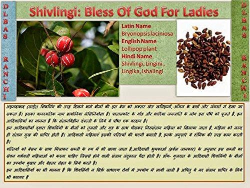 WILD FOREST WILD FOREST SHIVLINGI (Bryonia Laciniosa) SEEDS 50 GM