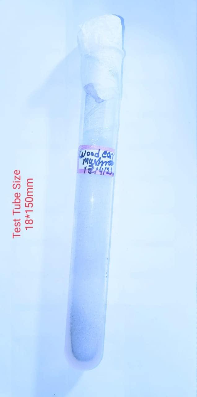 Generic Wood Ear Mushroom Culture size 18 * 150mm Test Tube (1pc) Best Quality