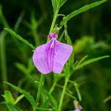 THULIR THULIR Orithal Thamarai Powder - 100 Gms | Ratnapurusha | Spade Flower Powder | Ionidium Suffruticosum | Hybanthus Enneaspermus | oorithazal thamarai powder | Ratanparas Powder