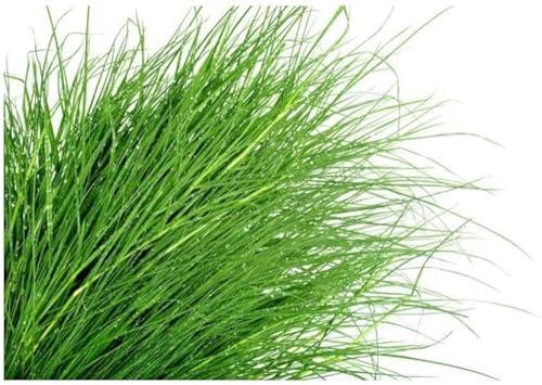 3V PRODUCTS 3V PRODUCTS Arugampul Powder - Pack of 2x50g - Bermuda Grass | Cynodon Dactylon | Doob Grass