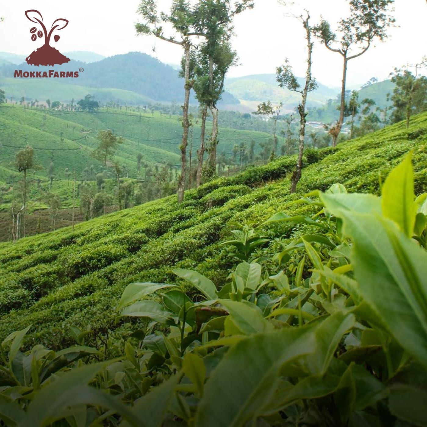 MOKKAFARMS MokkaFarms Traditional South Indian Filter Coffee - 100% Pure Arabica 1 Kg | 0% Chicory | Fresh Roast & Ground, Pure, Rich, Flavor, Aroma | Farm to Fork, Estate Coffee | One-way Valve Zip-lock Bag |