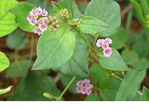 VS Products VS Products Mukirattai Root Powder, 300g, Punarnava Root Powder, Atikamamidi, Boerhavia diffusa, Sathi Jadd, Saranai Ver Root Powder, (pack of 3 x 100g)