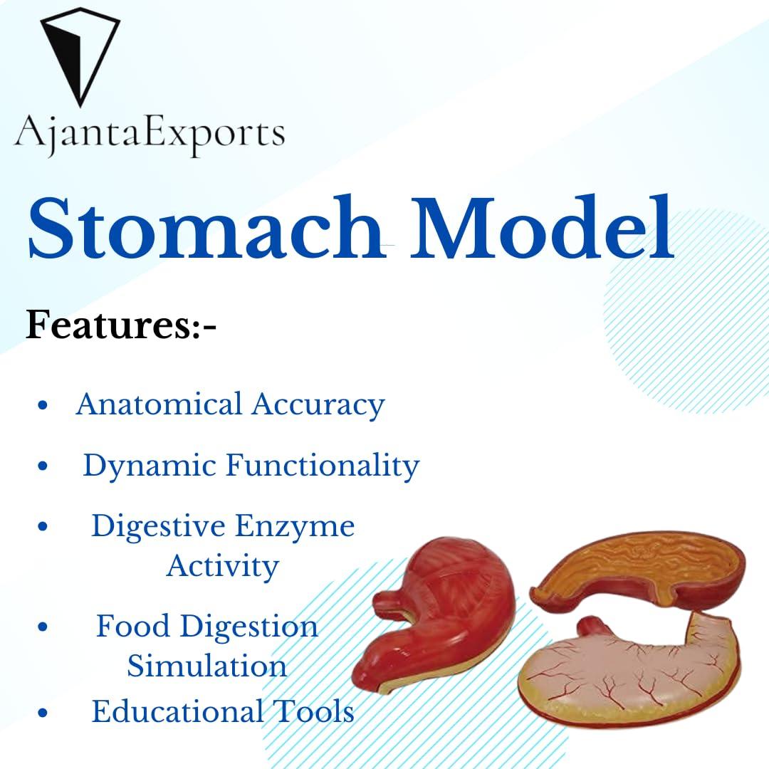 AKIVIN AjantaExports Stomach Model Gastric mucosa Gastric glands Stomach wall layers Fundus Body of stomach Antrum Pylorus Cardia Lesser curvature Greater curvature