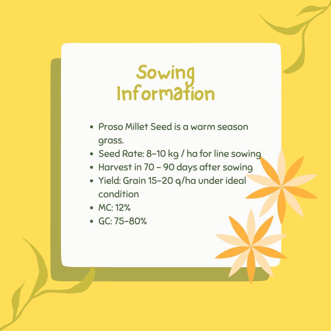 Apni Maati Apni Maati Proso Millet Seed for Sowing (1000 gm; Chena/Panivaragu/Varigulu/Baragu/Barri)