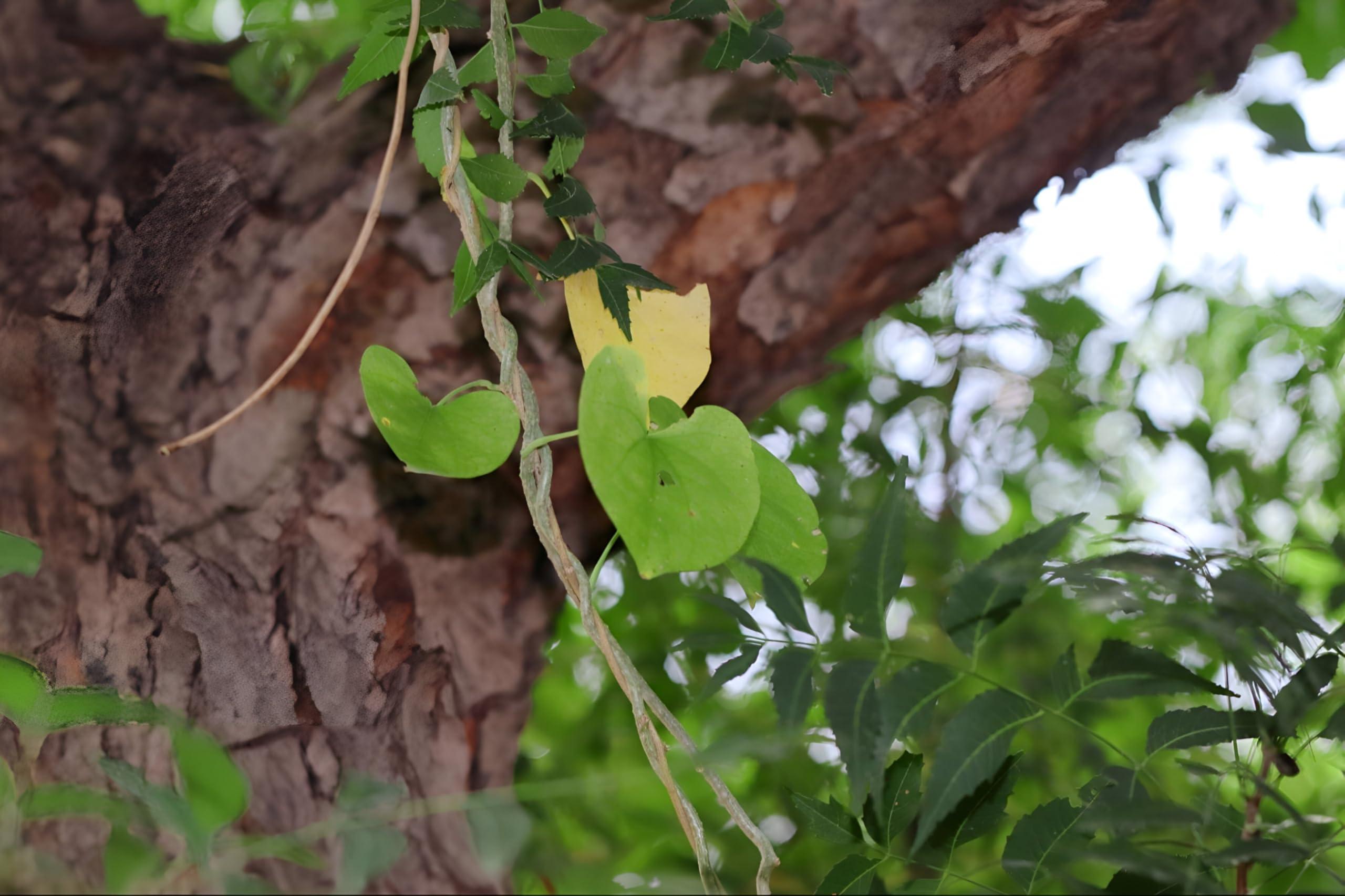 RUKDA RUKDA Giloy stems, Fresh Neem Giloy Plant Stems Giloy Sticks, Guduchi stems Neem Giloy stick 30 cm Long