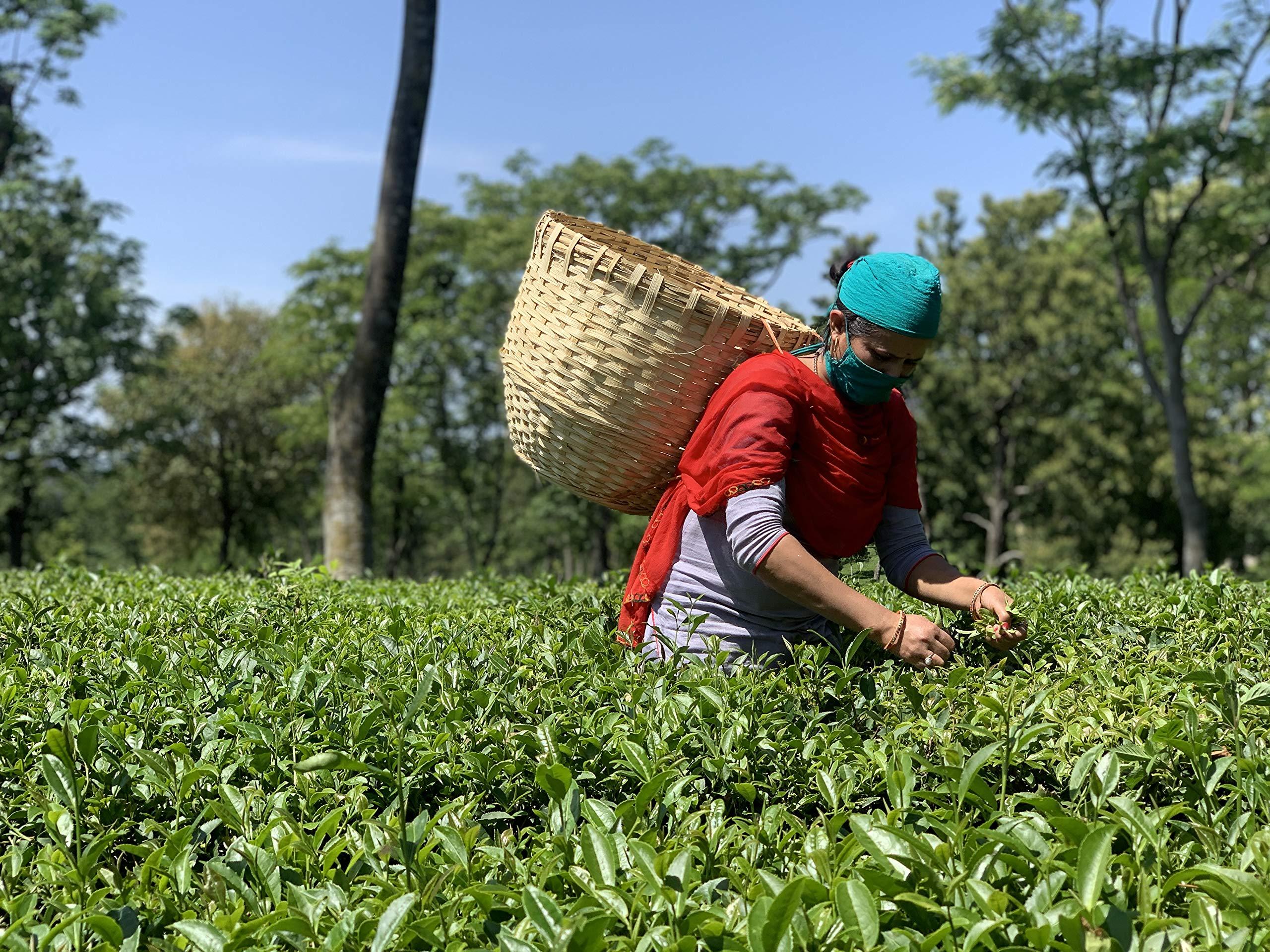 Himalayan Brew PURE AMLA Indian Goose Berry With Kangra Green Tea lemon and Cumin (Zeera) with pink salt