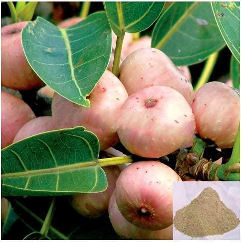 SPh SPH™ - Peepal Tree Fruit Powder - Sacred Fig - Raavi - Arasam Pazham - 250 Grams