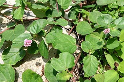 VS Products VS Products Mukirattai Root Powder, 300g, Punarnava Root Powder, Atikamamidi, Boerhavia diffusa, Sathi Jadd, Saranai Ver Root Powder, (pack of 3 x 100g)