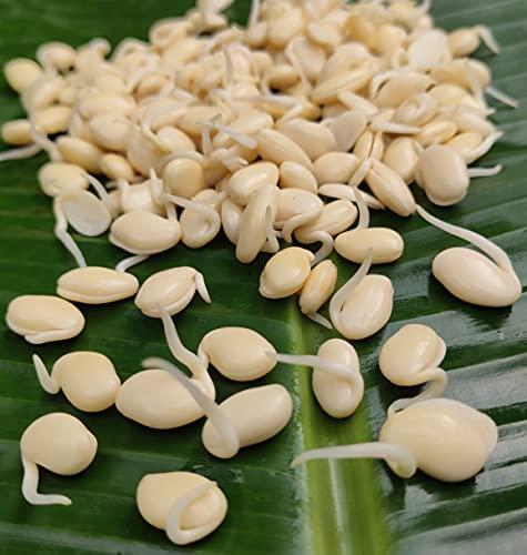 NATURE STAY Nature Stay Red Vaal Beans, Deshi val -900gm