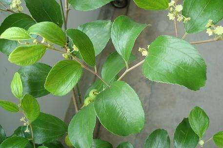 neotea neotea Elantha Elai Powder, Ber Patte, Lanta Ila, Indian Jujube Leaf Powder, Ziziphus Mauritiana Leaf Powder, Non -Gmo, Herbal Supplement, 100% Pure And Natural, No Preservative, 300 Gm Pack Of 1