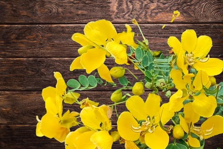 Sampige Sampige Avarampoo Flower| Radiant Wellness|Nature\'s Secret for Skin, Hair, and Digestive Health|450 Gram