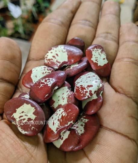 Generic Double beans seeds - butter bean, Lima, sieva bean, double bean, Madagascar bean, chad bean, wax bean, Rajula chikkudu, kitchen plantation (10 seeds)