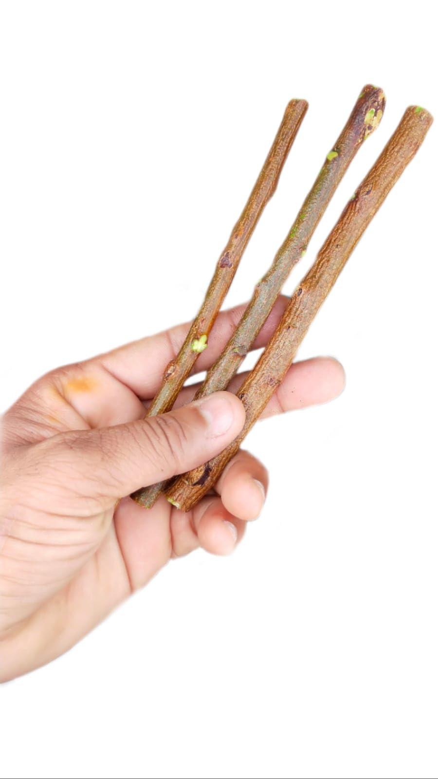 RR Enterprise Ayurvedic Natural Organic Neem Datun, manual Toothbrush Nim Tree Twigs Chew Sticks for Brushing Teeth Removes Bad Breath, Relieve Tooth Ache,Packof20Pieces