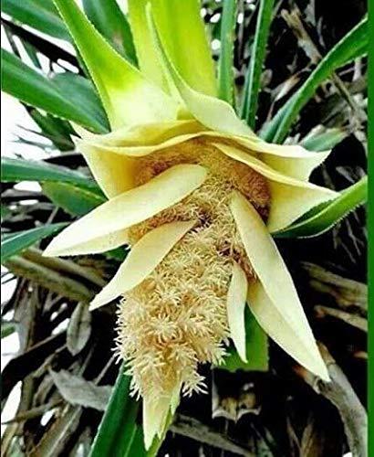 Generic Sai Organics Natural Multi- purpose Thaazhampoo (screw pine flower) kukumam/kumkuma/kunkuma 100% Pure & Organic with free Kunguma Chimil (Saffron Kit) (500 g, Maroon)