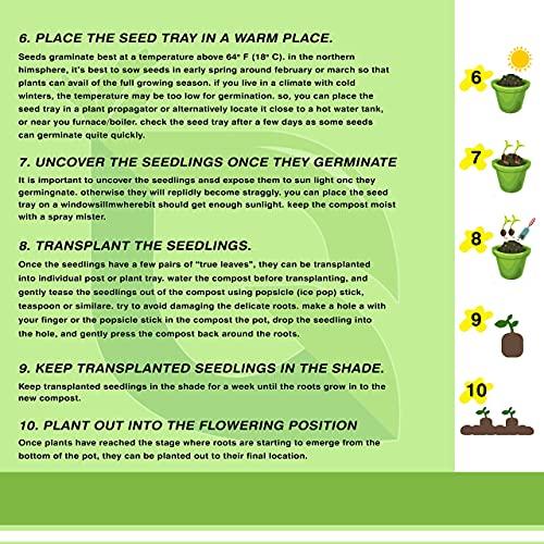 Golden Hills Farm Golden Hills Farm Hybrid Coriander/Dhaniya/Kothamalli 500+ seeds