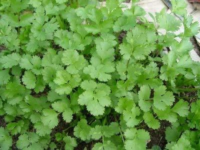 Seedscare Go Green Coriander Seeds,5 gm (2 Combo Pack)