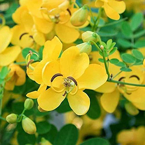 DOT DOT Organics Avarampoo/Senna Auriculata/Tamgedu Dried Flowers - 250 Grams