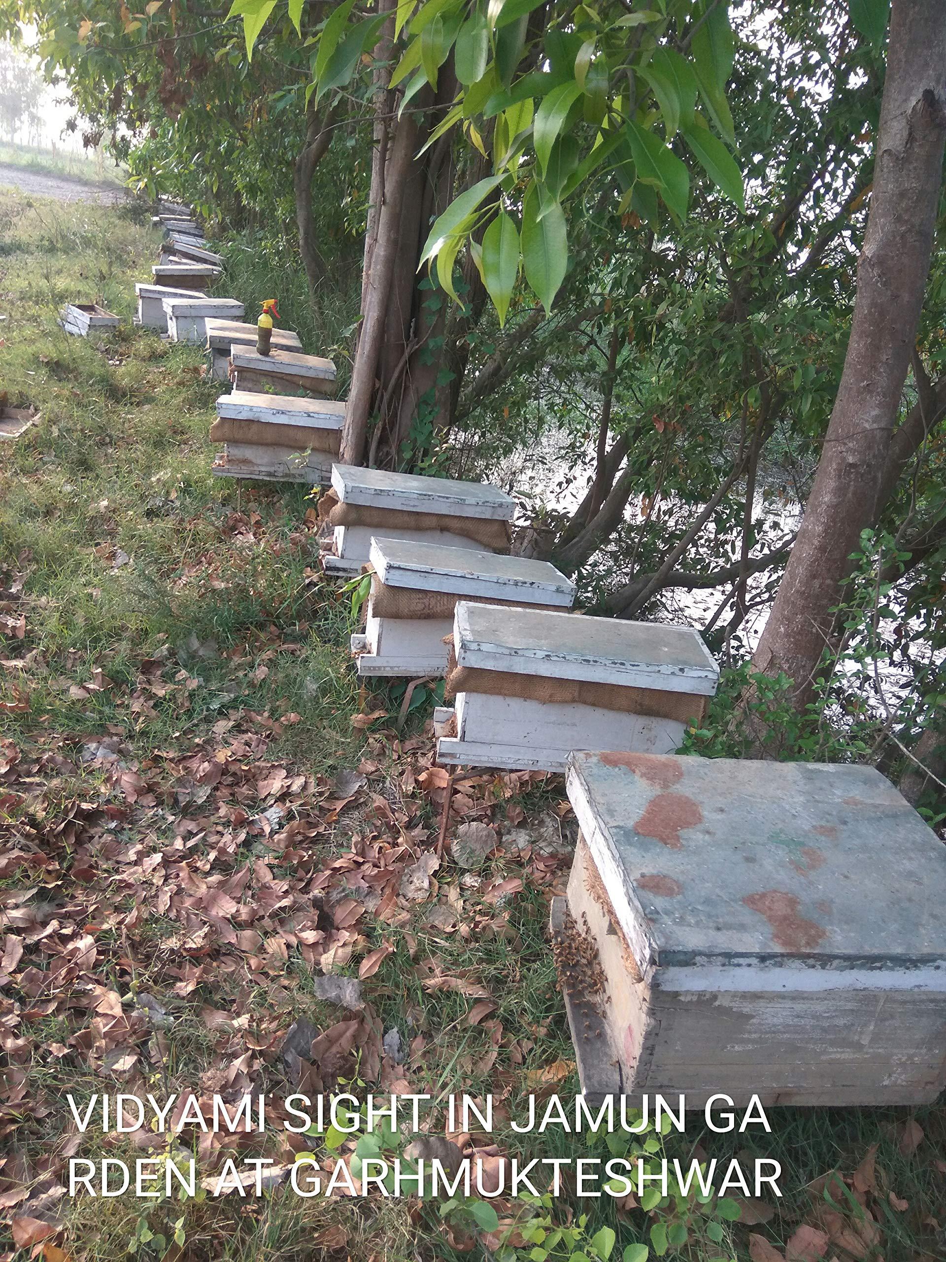 VIDYAMI VIDYAMI NATURAL JAMUN RAW HONEY 1 KG / 100% ORGANIC