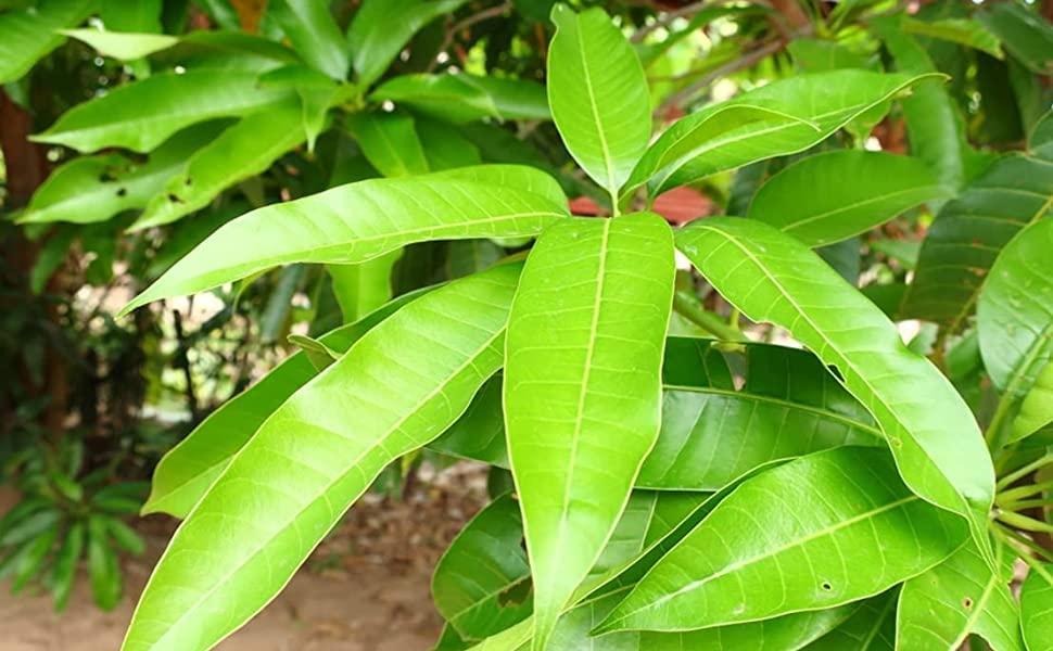RUDRAKSHA Rudraksha Mango Leaves, Green, Fresh and Organic. Pack of 51 Leaves. Used for Havan, Puja and Festivals.