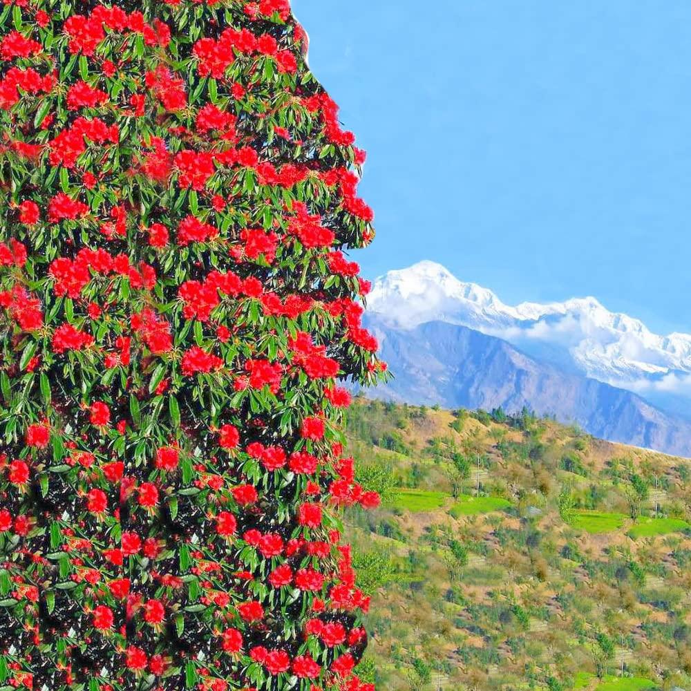 GITAGGED Uttarakhand Buransh CONCENTRATE SUGAR FREE (Sanjeevini Flower) 1Litre GiTAGGED