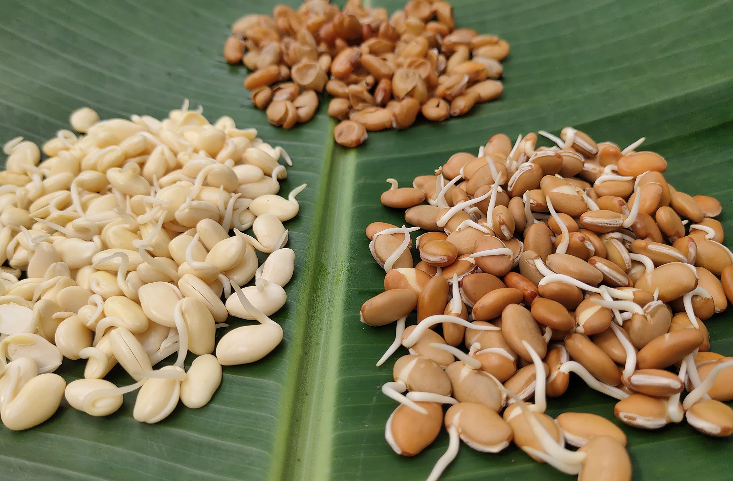 NATURE STAY Nature Stay Red Vaal Beans, Deshi val -900gm