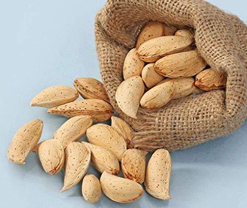 BELLANUTS BELLANUTS Sitarbai Almond | Sitarbai Badam | Inshell Almonds | Royal Almond dryfruits (500gm)