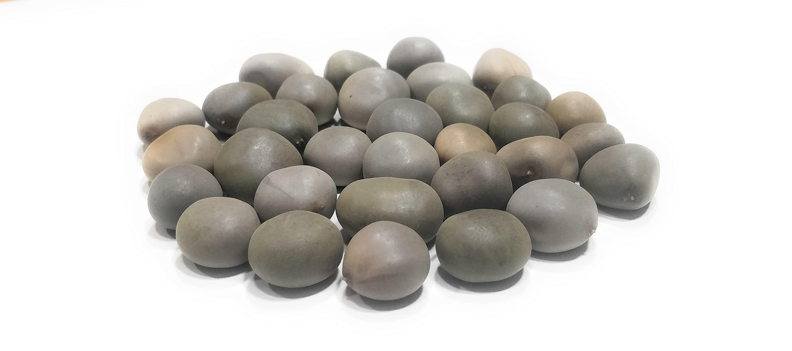 Ayushiv Ayushiv KARANJWA BEEJ (CAESALPINIA BONDUCELLA) - SAGARGOTA - KAT KARANJA SEEDS - KARANJ BEEJ - KALARCHIKKAI - FEVER NUT (1 KG)