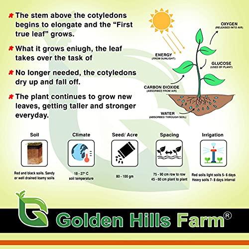 Golden Hills Farm Golden Hills Farm® (AVG 100-500) seeds Hybrid Dahlia Mixed Seed