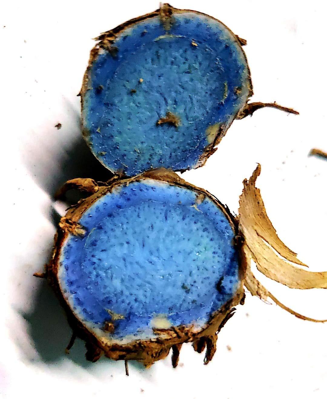 DEVAMA THE DIVINE DEVAMA THE DIVINE Curcuma Caesia, Black Turmeric, Kali Haldi, Plant Rhizomes Bulbs to treat arthritis, asthma, and epilepsy (harvest 5 peices)