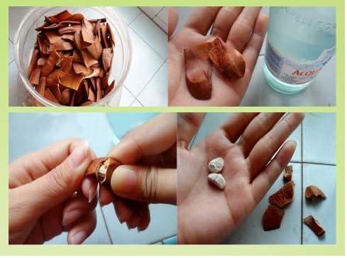 SKYFRUIT Skyfruit Kadwa Badam (Bitter Almonds) Quality Seeds - 450 gm