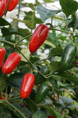 Generic Kanthari Chilli (Bird Eye Chilli, Kanthari Mulaku) Green, Red Pack of 240 Seeds