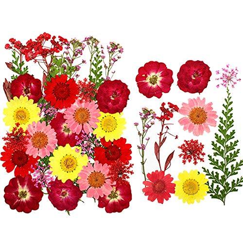 Anjetan Anjetan Real Dried Flower Natural Pressed Flower Leaves Dried Petal Dried Pressed Flower for Bookmark Natural Dried Petals Pressed Petals