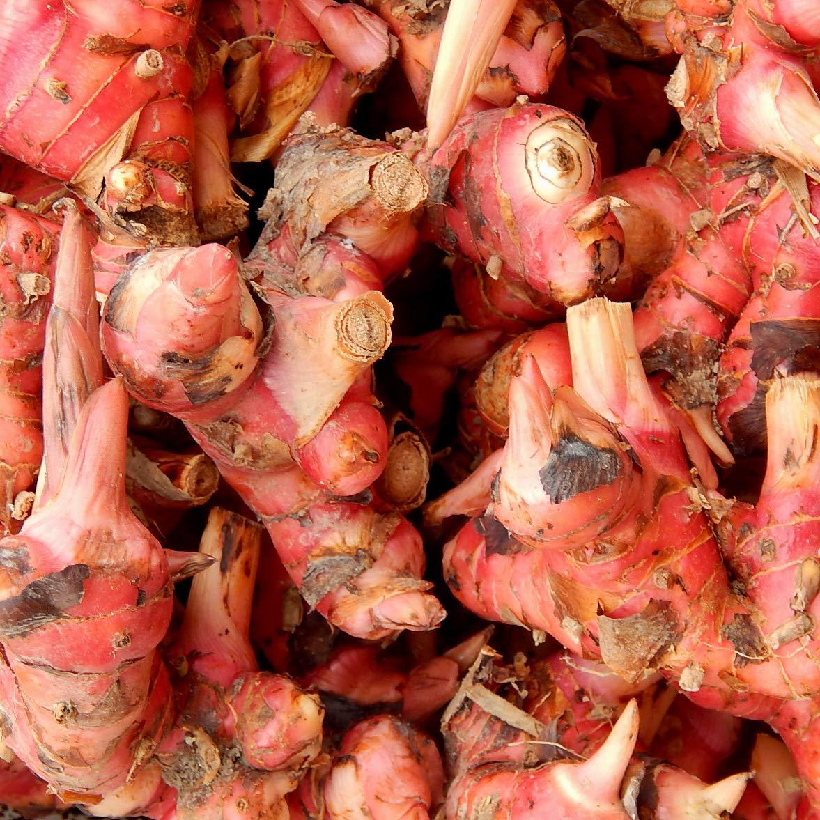 Neotea Neotea Greater Galangal, Siththarathi Plant Seed 200 G