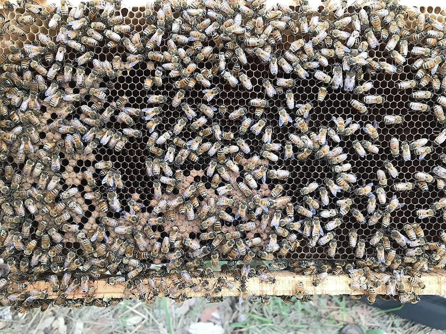 BONPHOOL BONPHOOL Natural Mangrove Honey, 490 Grams x 2 bottles (980 gm)