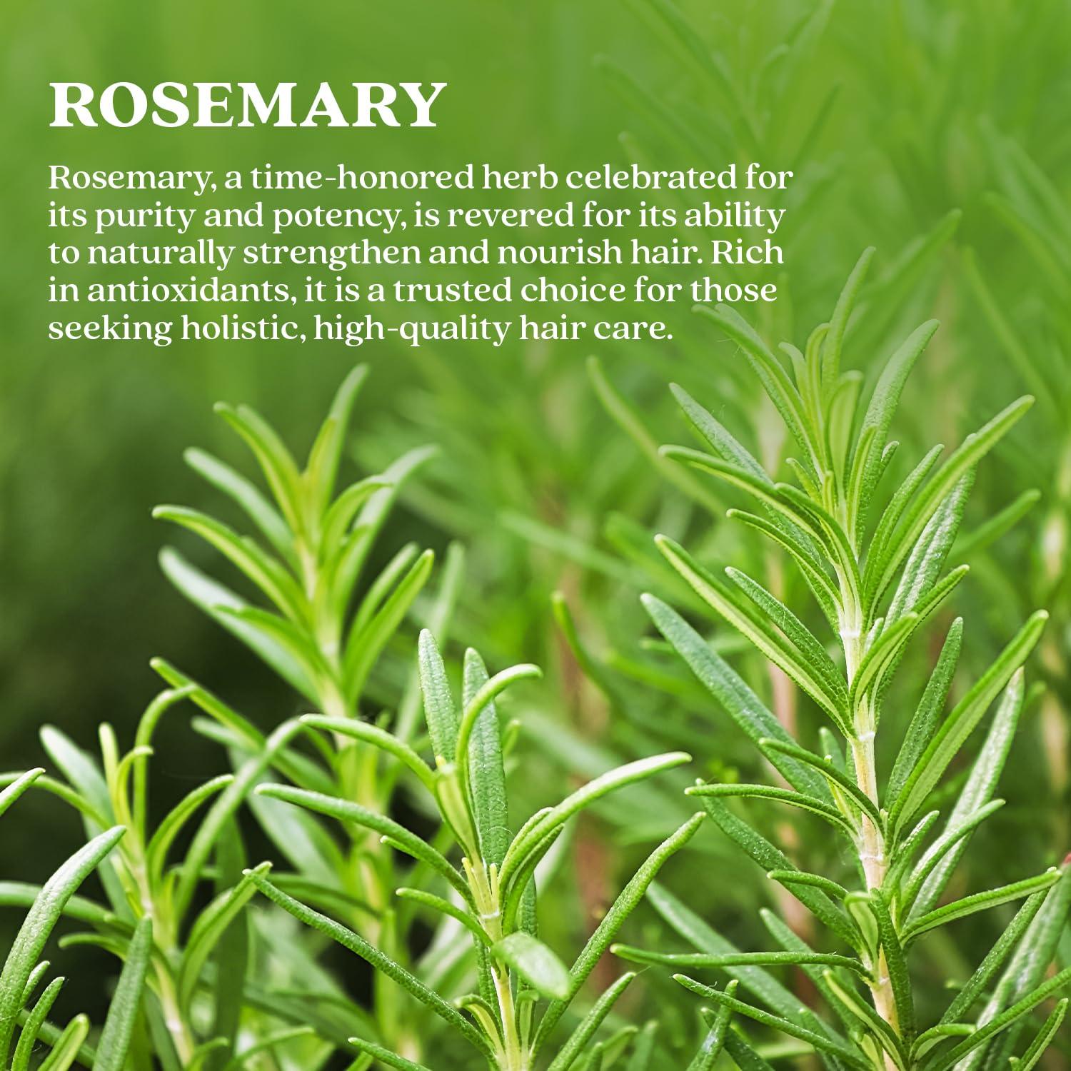 Bixa Botanical Bixa Botanical Rosemary Leaves 200Gm | Top Grade Leaves From Egypt | For Seasoning, Tea & Hair | Fssai | Cooking Pasta Soups Salad Chicken Herbs Tea | Supports Hair Growth