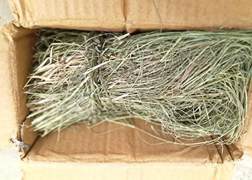 indianvedic Dried Dry Doob Ghaas Durva Grass Bahama Ghas Indian Couch Arugampul | Cynodon dactylon 250gm