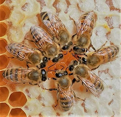 BANGLAR GRAMIN MADHU Sundarban Mangrove Honey 500 grms| Healthy Honey |100 % Pure Raw Comb Extracts |Unprocessed Unpasteurized | Golden Drops | Banglar Gramin Madhu| 500 Gms Pack