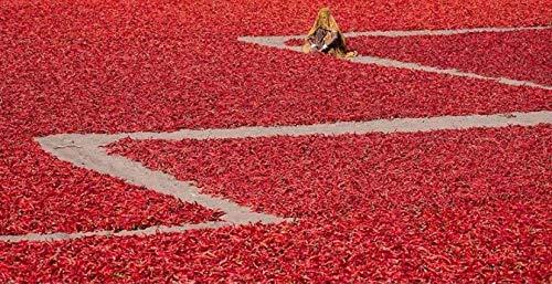 MARWAR Marwar Mathania Mirch Red Chilli Whole & Dry (Sukhi Lal Mirchi Sabut) 400g