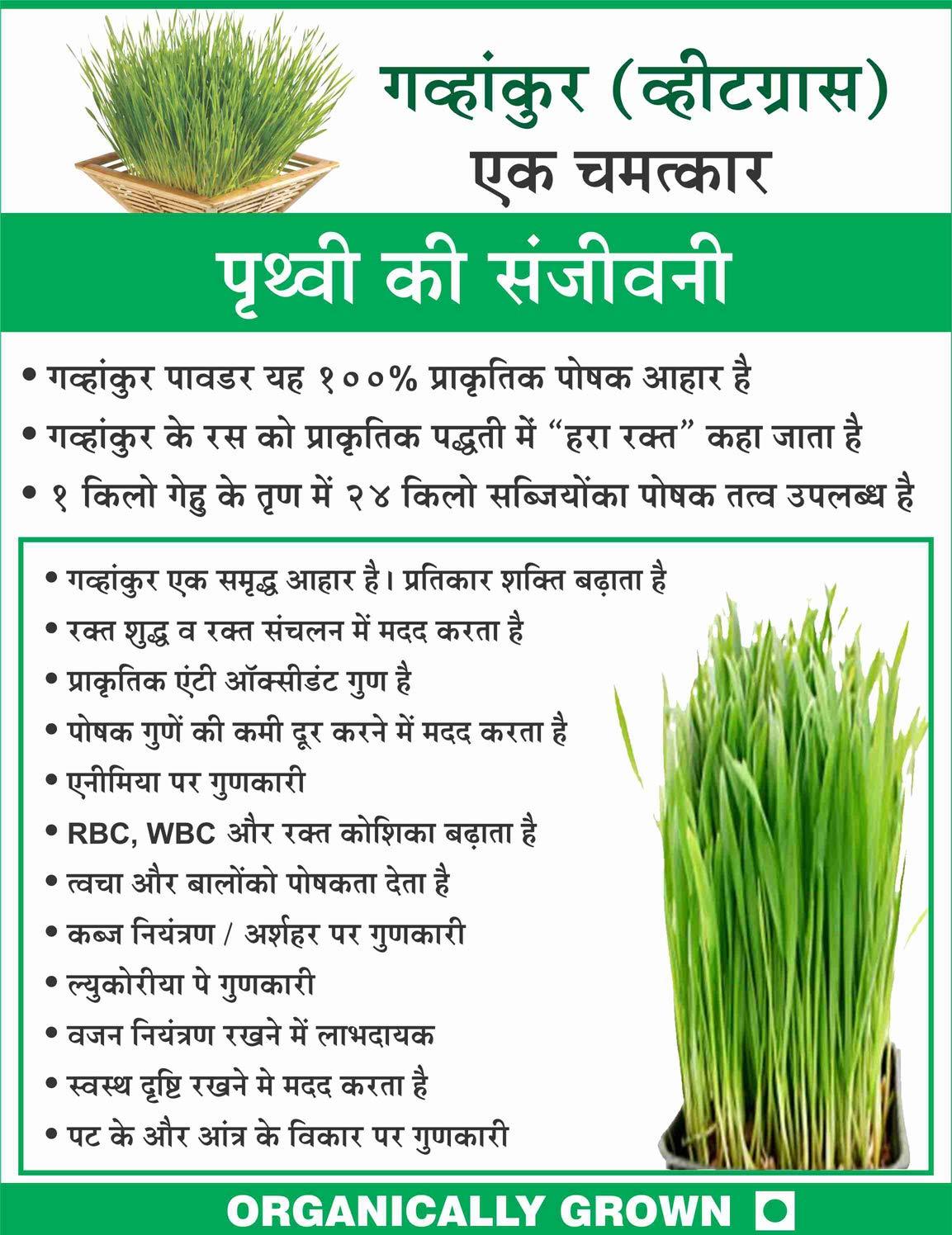 HERBAL HILLS Herbal Hills Wheatgrass Powder (1000 Gram Pack of 1)