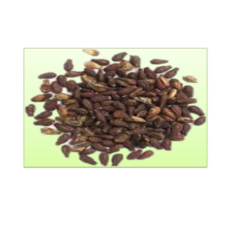 yugantar YUGANTAR SHIVLINGI SEEDS - SHIVLINGI BEEJ - BRYONIA LACINIOSA 200 GM